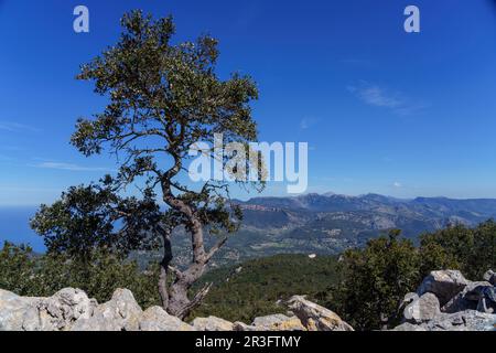 Vue sur le massif de tramuntana et l'ermitage de Maristela, son Ferra, Esporles, Majorque, Iles Baléares, Espagne. Banque D'Images