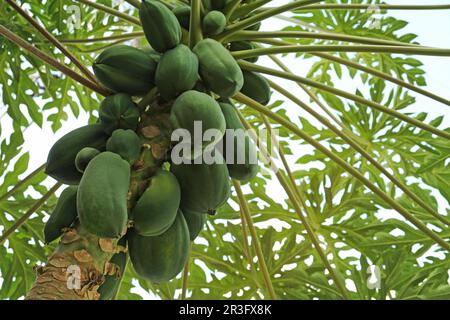 Papaye de fruits non mûrs poussant sur l'arbre à l'extérieur Banque D'Images