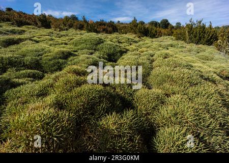 La Sierra de Guara, Sobrarbe, Provincia de Huesca, Comunidad Autónoma de Aragón, cordillera de los Pirineos, Espagne, Europe. Banque D'Images