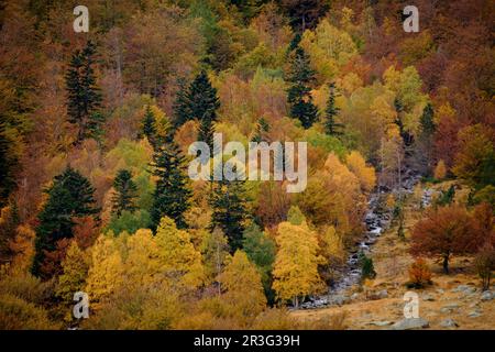 Forêt décidue mixte, Molières valley, Aran , du massif pyrénéen, Lleida, Catalogne, Espagne, Europe. Banque D'Images