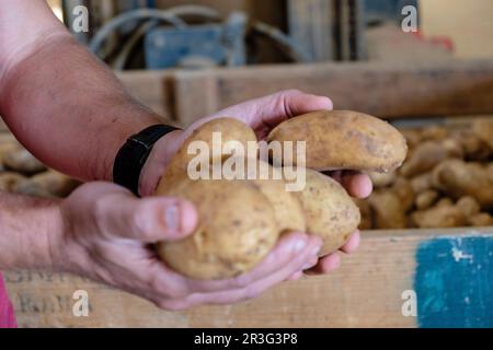 Production de pommes de terre, veuve d'Antonio Serra, sa Pobla, Majorque, Iles baléares, Espagne. Banque D'Images