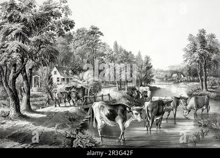 La vie agricole en été : le flux de refroidissement. Banque D'Images