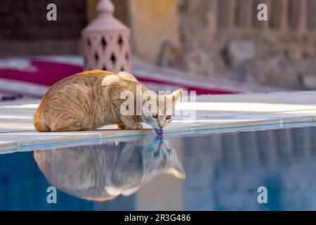 Un petit chat errant se promène dans Une ville au Maroc Banque D'Images