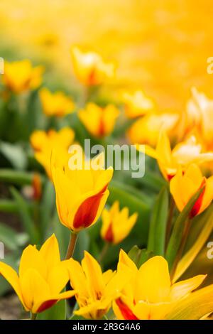 Lit de fleurs de magnifiques tulipes pittoresques rouges-jaunes sur fond de pelouse verte. Groupe de tulipes délicats à deux tons dans la période o Banque D'Images