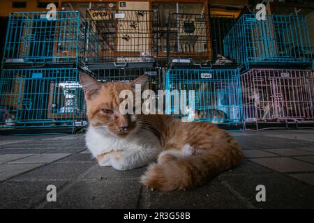 Bogor, Indonésie. 23rd mai 2023. Chats à Rumah Kuching Parung, un refuge pour les chats malades et blessés abandonnés à Bogor, Java-Ouest, Indonésie, sur 23 mai 2023. DITA a fondé l'abri pour les chats errants et abandonnés en 2014 et s'occupe de plus de 800 chats là. (Photo par ANDI M RIDWAN/INA photo Agency/Sipa USA) crédit: SIPA USA/Alay Live News Banque D'Images