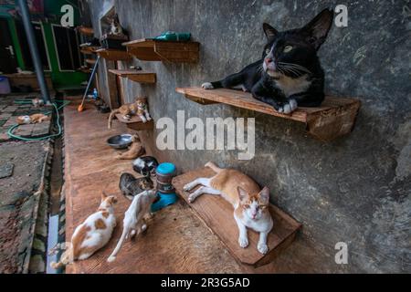 Bogor, Indonésie. 23rd mai 2023. Chats à Rumah Kuching Parung, un refuge pour les chats malades et blessés abandonnés à Bogor, Java-Ouest, Indonésie, sur 23 mai 2023. DITA a fondé l'abri pour les chats errants et abandonnés en 2014 et s'occupe de plus de 800 chats là. (Photo par ANDI M RIDWAN/INA photo Agency/Sipa USA) crédit: SIPA USA/Alay Live News Banque D'Images