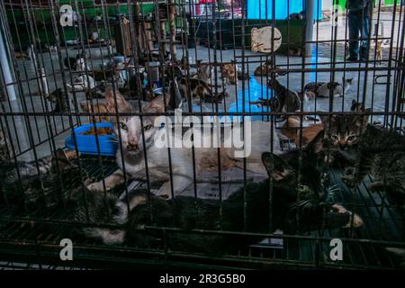 Bogor, Indonésie. 23rd mai 2023. Chats à Rumah Kuching Parung, un refuge pour les chats malades et blessés abandonnés à Bogor, Java-Ouest, Indonésie, sur 23 mai 2023. DITA a fondé l'abri pour les chats errants et abandonnés en 2014 et s'occupe de plus de 800 chats là. (Photo par ANDI M RIDWAN/INA photo Agency/Sipa USA) crédit: SIPA USA/Alay Live News Banque D'Images