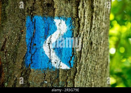 Marqueur de sentier bleu du Rheinsteig sur un arbre, Braubach, Rhénanie-Palatinat, Allemagne, Europe Banque D'Images