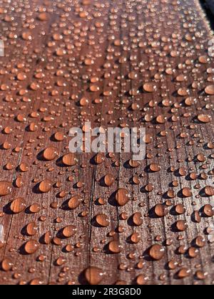 Beaucoup de gouttes d'eau sur un arbre sombre Banque D'Images