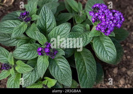 Heliotropium arborescens fleur dans un jardin Banque D'Images