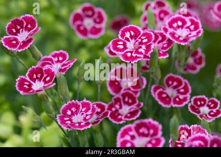 Dianthus Hybride fleurs Jane Austen Banque D'Images
