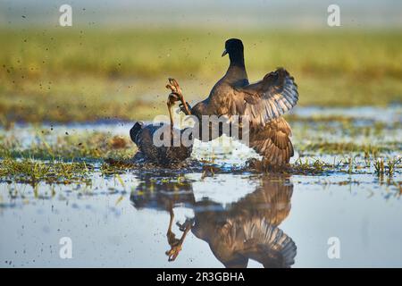 Oiseaux Banque D'Images