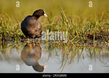 Oiseaux Banque D'Images