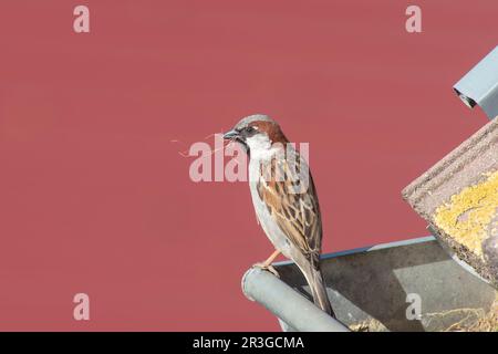Le moineau de la maison se trouve sur la gouttière Banque D'Images