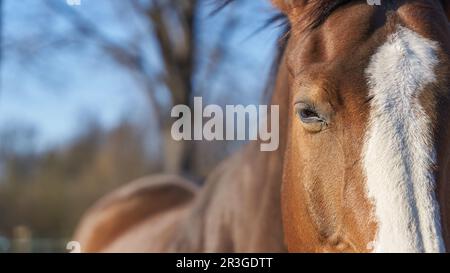 Gros plan de la tête de cheval avec un espace pour le texte sur le côté gauche Banque D'Images