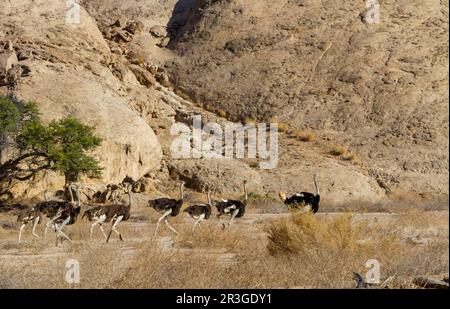 Autruche d'Afrique (Struthio camelus), Namibie Banque D'Images