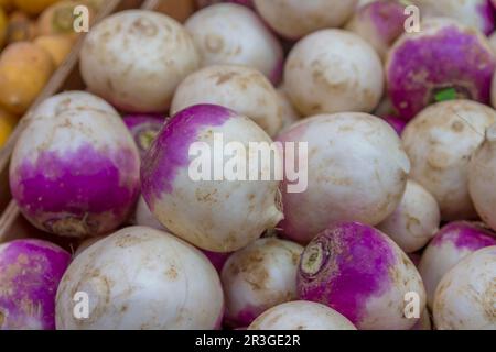 Navet (Brassica rapa subsp. rapa) Banque D'Images