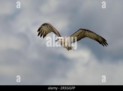 Espèce de proie de l'est (Pandion haliatus cristatus) oiseau de proie en vol avec un ciel nuageux au fond. Banque D'Images