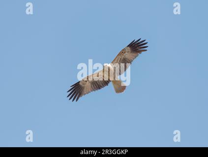 Le cerf-volant (Haliastur sphenurus) en vol sur un arrière-sol isolé , rapateur diurne de taille moyenne trouvé dans toute l'Australie, Banque D'Images