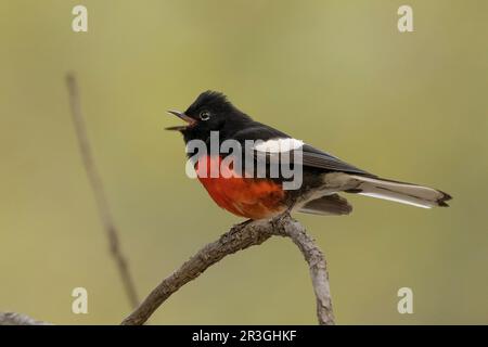 Painted Redstart (Myioborus picts) à Cave Creek Canyon, Cochise County Arizona USA Banque D'Images