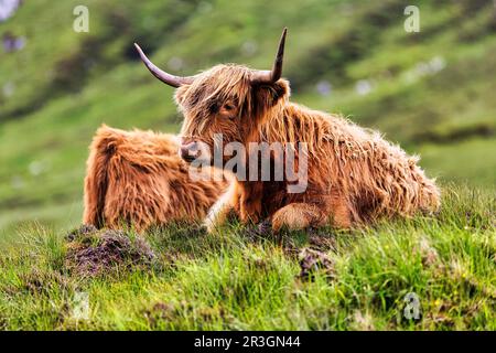 Bovins écossais des Highlands (Bos primigenius F. taurus), bovins des Highlands ou Kyloe au pâturage, île de Lewis et Harris, Hébrides extérieures, Hébrides Banque D'Images