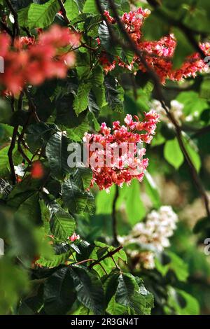 Floraison du châtaignier au mois de mai, en Allemagne Banque D'Images