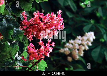 Floraison du châtaignier au mois de mai, en Allemagne Banque D'Images