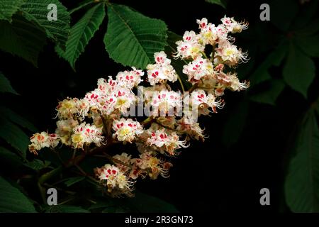 Floraison du châtaignier au mois de mai, en Allemagne Banque D'Images