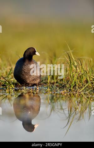 Cuisine eurasienne avec réflexion Banque D'Images