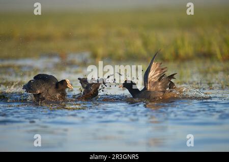 L'Eurasie fait un combat Banque D'Images