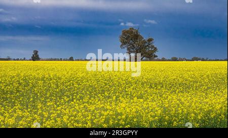 Canola récolte avec des arbres dans le nord-est de Victoria Australie, au printemps Banque D'Images