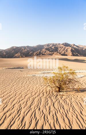 Dunes de sable de Mesquite à plat dans la Death Valley - Californie Désert Banque D'Images