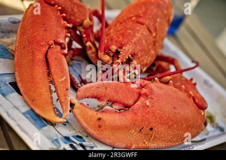 Grand homard fraîchement cuit Banque D'Images