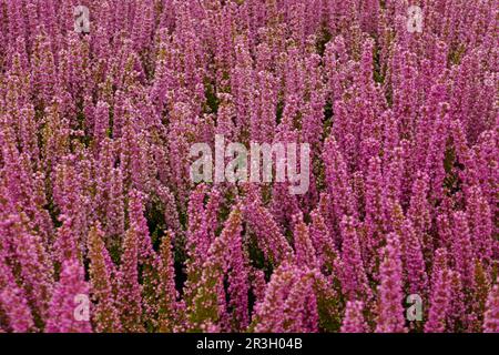 Heather Bell Banque D'Images