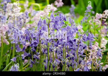 Fleurs de cloche d'Espagne, jacinthoides hispanica. Gros plan sur les fleurs au printemps Banque D'Images