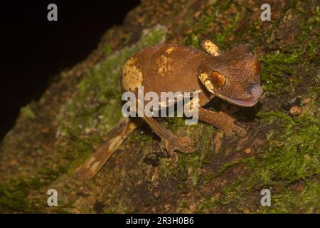 Rare gecko à queue foliaire (Uroplatus finiavana) sur branche, léchant sur l'œil avec la langue, femelle, dans la forêt tropicale de la montagne d'Ambre, au nord de Madagascar Banque D'Images