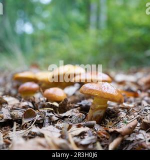 Bolete comestible de Greville, Suillus grevillei en automne dans une forêt Banque D'Images