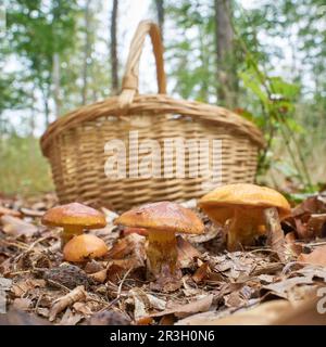 Bolete comestible de Greville, Suillus grevillei en automne dans une forêt Banque D'Images