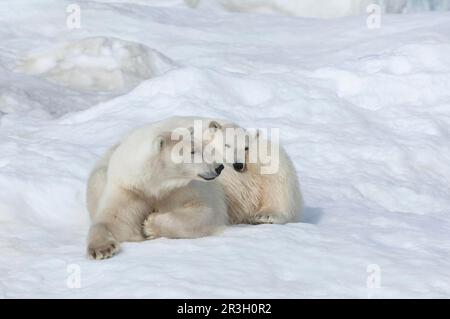 Ours polaires maternels (Ursus maritimus) avec un jeune de deux ans, île Wrangel, mer de Chukchi, Chukotka, extrême-Orient russe, Patrimoine mondial de l'UNESCO Banque D'Images