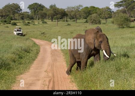 Éléphant d'Afrique (Loxodonta africana) Eléphant, éléphants, mammifères, animaux Eléphant, route, Safari, Landrover, Tanzanie, Parc national de Tarangie Banque D'Images