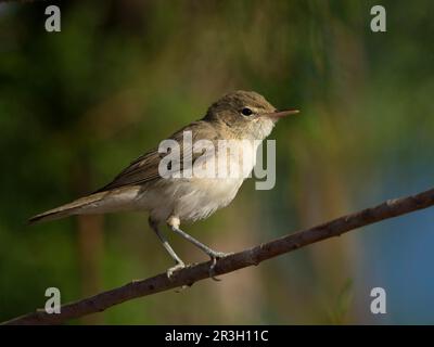 Eastern Olivaceous Warbler (Hippolais pallida) Banque D'Images