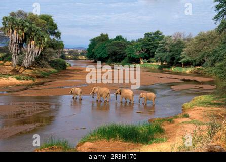 Éléphant d'Afrique (Loxodonta africana) Eléphant, éléphants, mammifères, animaux Elephant Crossing Uaso Nyiro River, Samburu, Kenya Banque D'Images