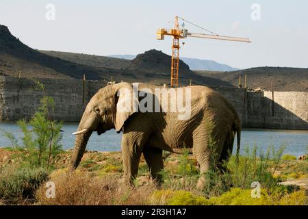 Éléphant d'Afrique (Loxodonta africana) Eléphant, éléphants, mammifères, animaux Eléphant avec grue à tour et site de construction de barrage en arrière-plan Banque D'Images