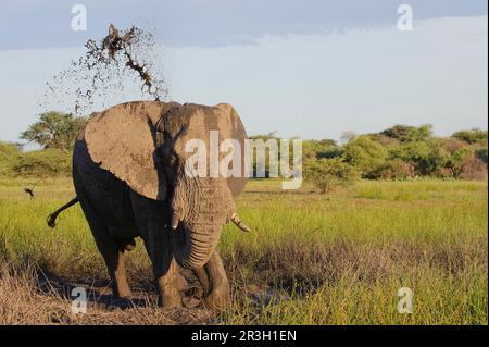 Éléphant d'Afrique (Loxodonta africana) Eléphant, éléphants, mammifères, animaux Eléphant mâle adulte, bain de boue, dans un habitat humide, île de Chief Banque D'Images