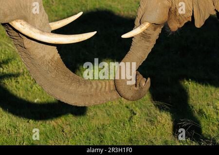 Éléphant d'Afrique (Loxodonta africana) éléphant, éléphants, mammifères, animaux Eléphant adulte et immature, troncs de retenue, cap oriental, Afrique du Sud Banque D'Images