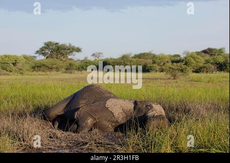 Éléphant d'Afrique (Loxodonta africana) Eléphant, éléphants, mammifères, animaux Eléphant mâle adulte, bain de boue, dans un habitat humide, île de Chief Banque D'Images