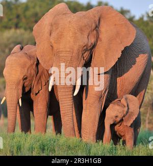 Éléphant d'Afrique (Loxodonta africana) éléphant, éléphants, mammifères, animaux Eléphant adulte femelle avec jeune veau et immature, debout dans le bas-champ Banque D'Images