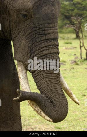 Éléphant d'Afrique (Loxodonta africana) éléphant, éléphants, mammifères, animaux Eléphant adulte, gros plan de la tête, Avec le tronc reposant sur tusk, Masai Mara Banque D'Images