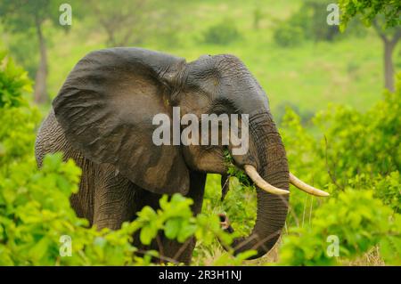 Éléphant d'Afrique (Loxodonta africana) éléphant, éléphants, mammifères, animaux éléphant femelle adulte, gros plan de la tête, avec la peau de la pluie Banque D'Images