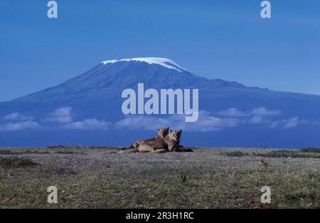 Lion d'Afrique Lion Lion, lions (Panthera leo), gros chats, prédateurs, mammifères, Animaux, Lion deux reposant sur l'herbe, Kilimanjaro en arrière-plan Banque D'Images